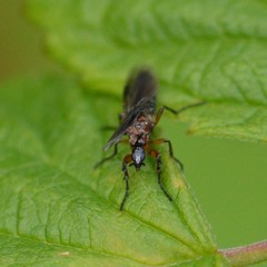 Dilophus strigilatus