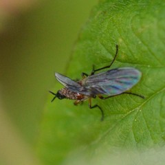 Dilophus strigilatus