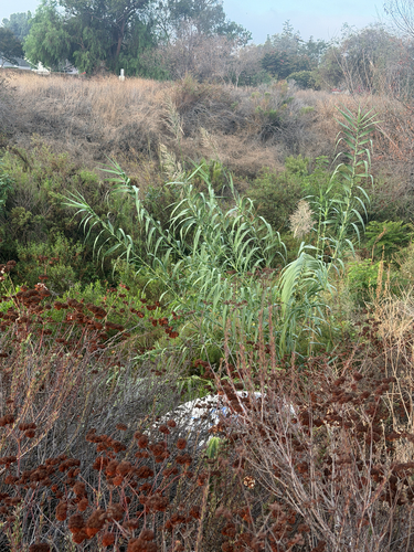 giant reed