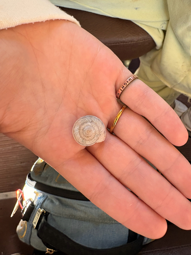Oreohelix observed 2026-09-23