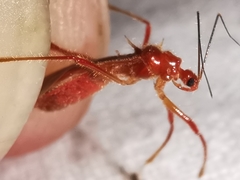 Polytoxus sanguineus