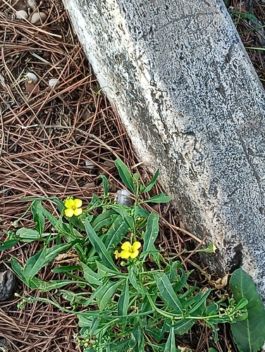 Perennial Wall-rocket