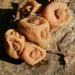 Pyura