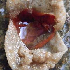 Pyura