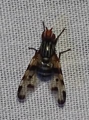 Otites porcus
