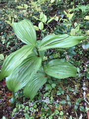 Veratrum californicum