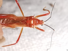 Polytoxus sanguineus