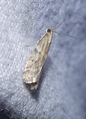 Ephestia woodiella