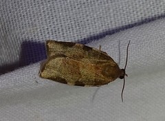 Choristoneura hebenstreitella