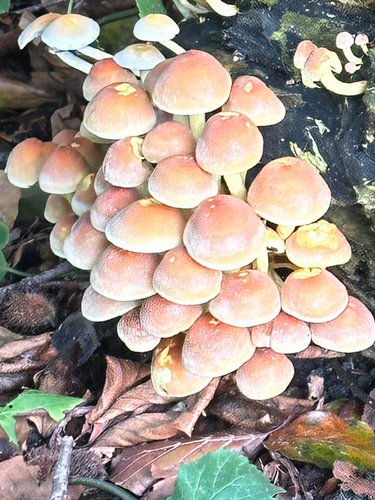 Sulphur Tuft