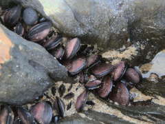 Brachidontes rostratus