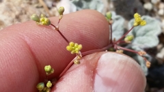 Eriogonum reniforme