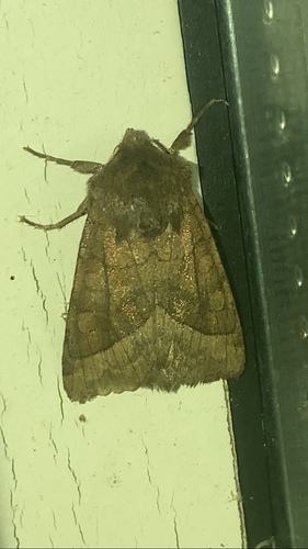 Rosy Rustic