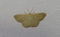 Scopula virgulata