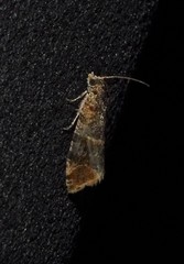 Lobesia reliquana