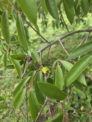 Eugenia myrcianthes, 2026-09-29