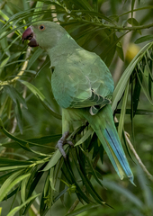Psittacula krameri
