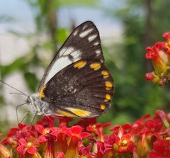 Belenois java peristhene