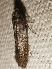 Neofaculta ericetella