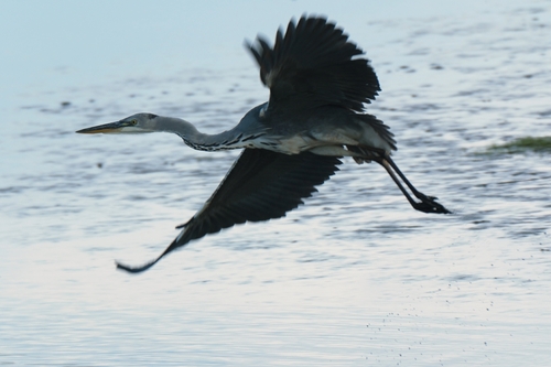 Grey Heron
