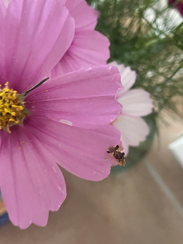 Jagged Ambush Bug