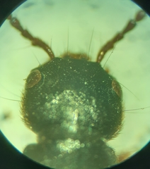 Dinothenarus badipes