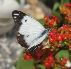 Belenois java peristhene