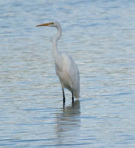 Great Egret