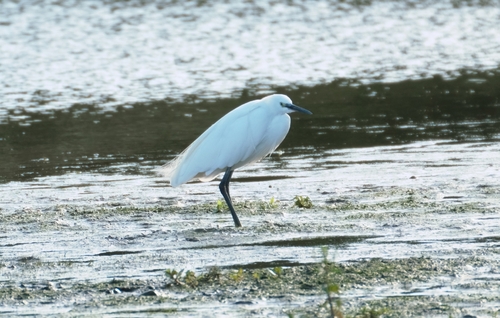 Little Egret