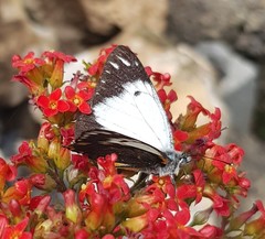 Belenois java peristhene