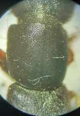 Dinothenarus badipes