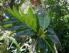 Artocarpus camansi