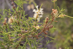 Melaleuca tamariscina