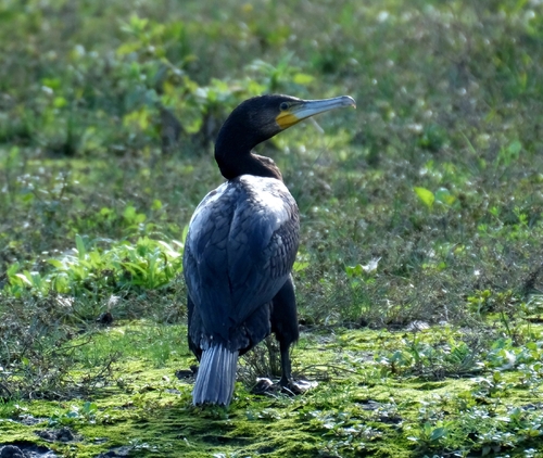 Great Cormorant