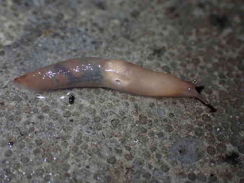 Chestnut Slug