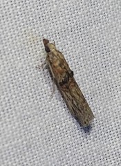 Nephopterix angustella