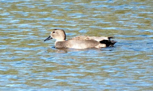 Gadwall