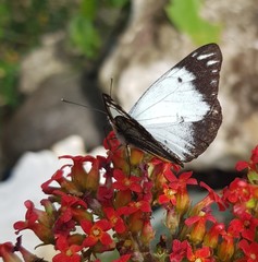 Belenois java peristhene