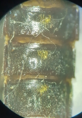 Dinothenarus badipes