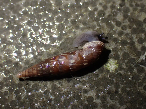 Two lipped door snail