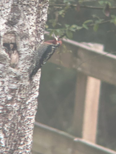 Red-breasted Sapsucker