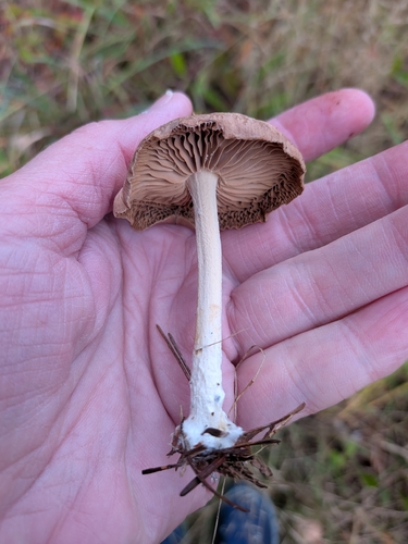 Wood Woolly-foot