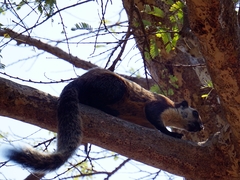 Black Giant Squirrel photo 2