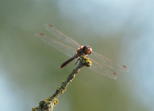 Common Darter