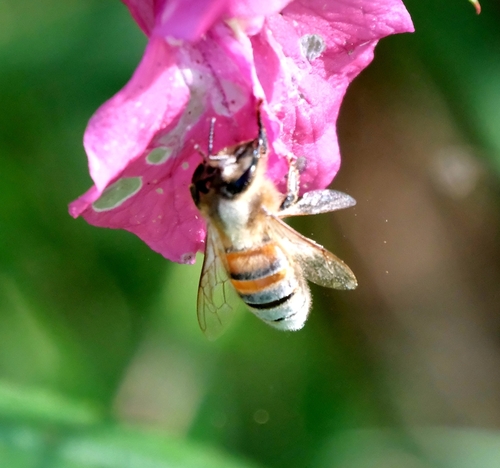 Western Honey Bee