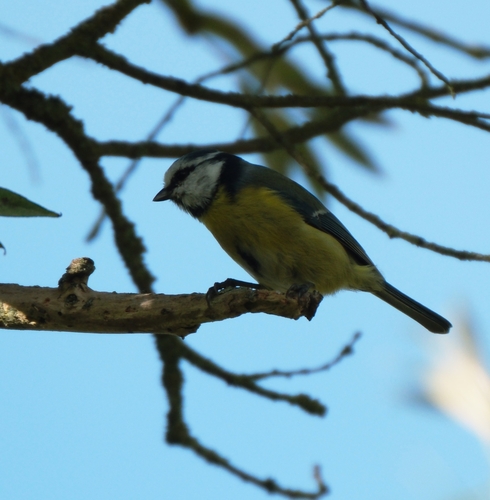 Eurasian Blue Tit