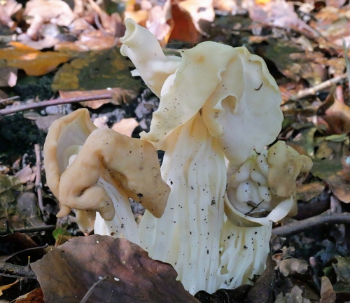 White Saddle