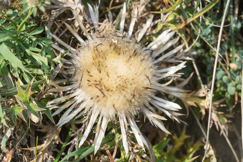 Silver Thistle