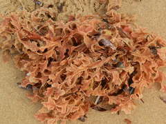 Thuretia quercifolia