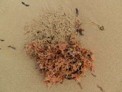 Thuretia quercifolia